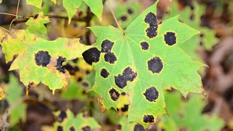 Autumn maple leaves Stock-Footage 141188633
