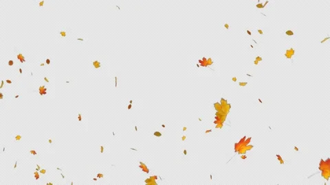 Autumn Maple Leaves Stock Footage 151728725