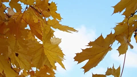 Autumn maple leaves Stock Footage 168701946