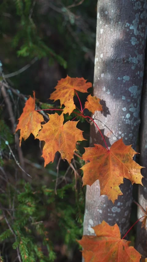 Autumn maple leaves Stockbeeldmateriaal 289001766