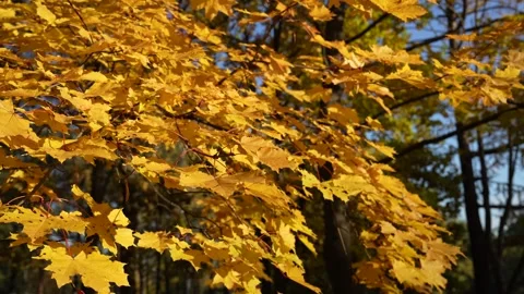 Autumn maple leaves. Video stock 289206105