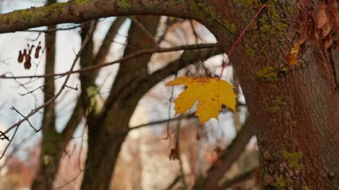 Autumn maple leaves Stock Footage 326907104