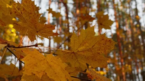 Autumn maple leaves Stock Footage 326907845