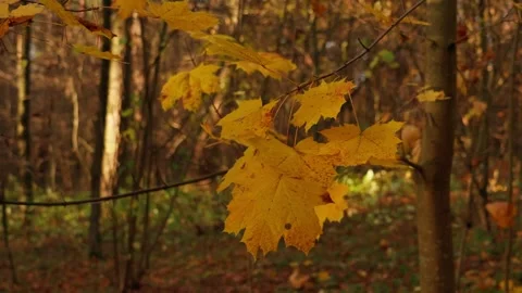Autumn maple leaves Stock Footage 326907961