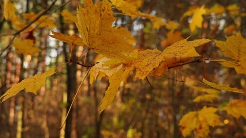 Autumn maple leaves Stock Footage 326908107