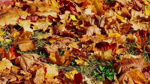 Autumn maple leaves Stock Footage 331127000