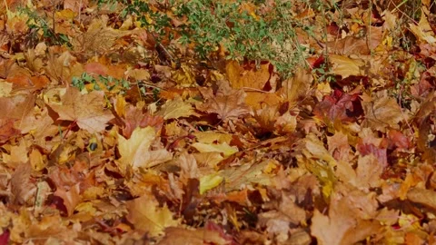 Autumn maple leaves Video stock 331127111