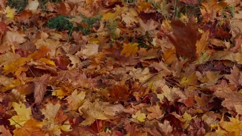 Autumn maple leaves Video stock 331127154