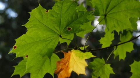 Autumn Maple Leaves In Forest Stock Footage 80194704