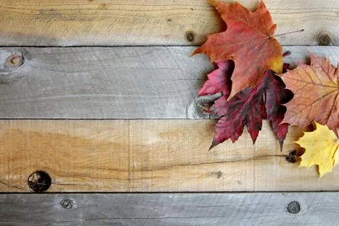 Autumn Maple Leaves Framing Rustic Wood Background Stock Photos