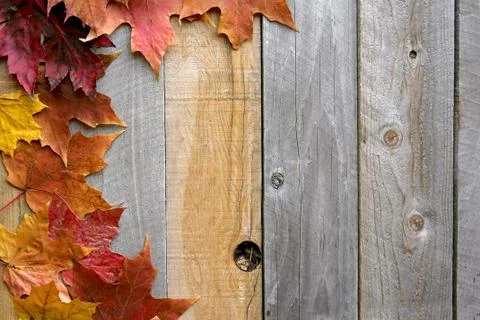 Autumn Maple Leaves Framing Rustic Wood Background Stock Photos