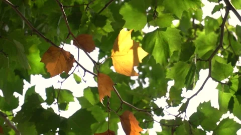 Autumn Maple Leaves Gently Swaying on Tree Branches in Soft Sunlight Stock Footage 342090347