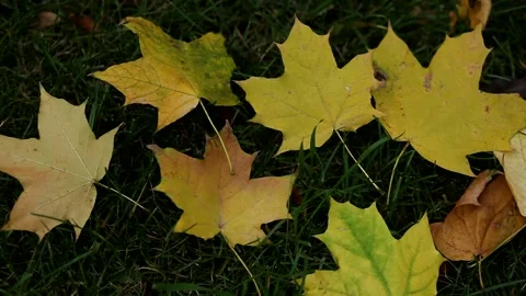Autumn maple leaves on the grass. Stock Footage 141462064