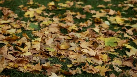 Autumn maple leaves on the grass. Video stock 158857225