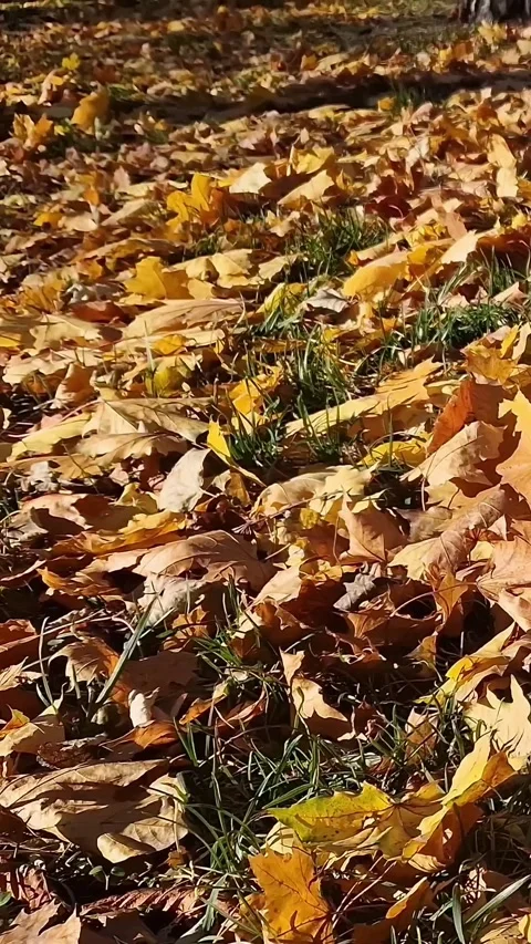 Autumn maple leaves on the grass Stock Footage 345834580