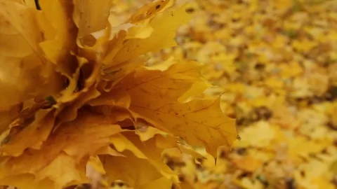 Autumn maple leaves in hands 스톡 동영상 72072675