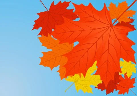 Autumn maple leaves. Stock Illustration