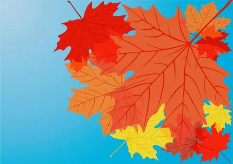 Autumn maple leaves. Stock Illustration