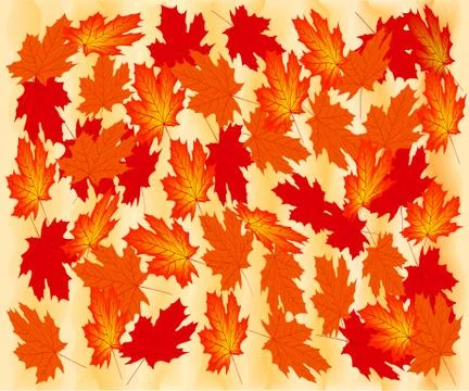 Autumn maple leaves. Stock Illustration