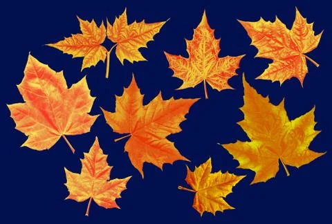 Autumn maple leaves Stock Illustration