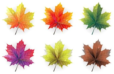 Autumn maple leaves Stock Illustration