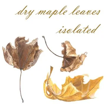Autumn maple leaves isolated Stock Illustration