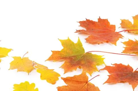 Autumn maple leaves isolated on white Stock Photos