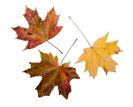 Autumn Maple Leaves Maple tree leaves with autumn colors, isolated on whit... Stock Photos