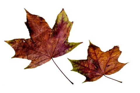 Autumn Maple Leaves Maple tree leaves with autumn colors, isolated on whit... Stock Photos