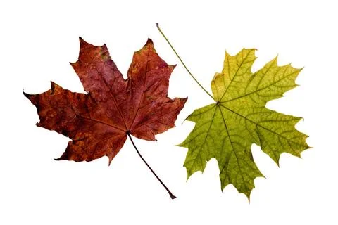 Autumn Maple Leaves Maple tree leaves with autumn colors, isolated on whit... Stock Photos