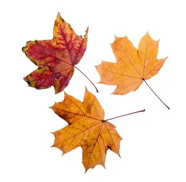 Autumn Maple Leaves Maple tree leaves with autumn colors, isolated on whit... Stock Photos