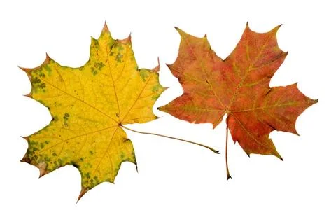 Autumn Maple Leaves Maple tree leaves with autumn colors, isolated on whit... Stock Photos