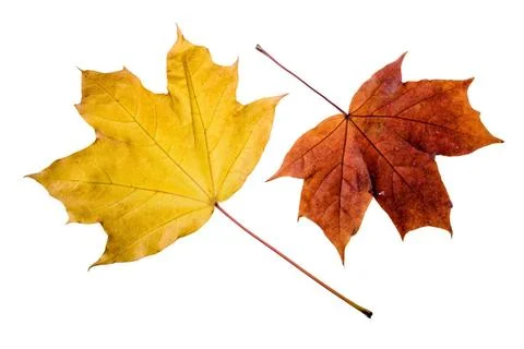 Autumn Maple Leaves Maple tree leaves with autumn colors, isolated on whit... Stock Photos