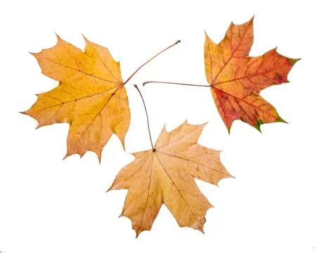 Autumn Maple Leaves Maple tree leaves with autumn colors, isolated on whit... Stock Photos