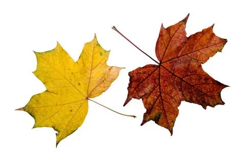 Autumn Maple Leaves Maple tree leaves with autumn colors, isolated on whit... Stock Photos