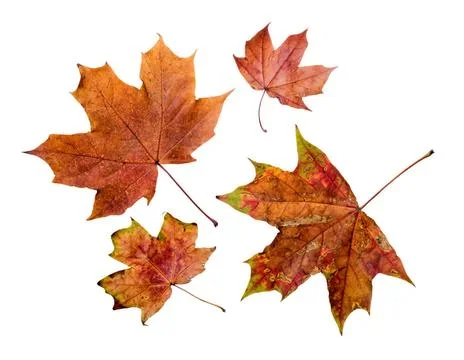 Autumn Maple Leaves Maple tree leaves with autumn colors, isolated on whit... Stock Photos