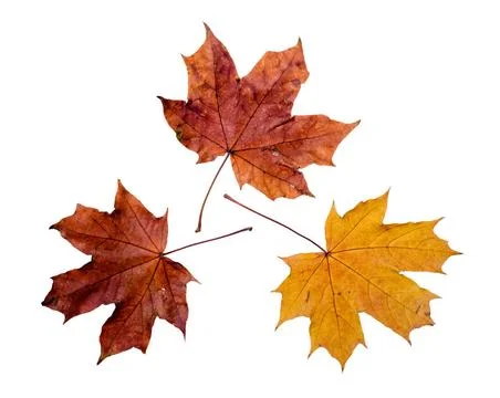 Autumn Maple Leaves Maple tree leaves with autumn colors, isolated on whit... Stock Photos