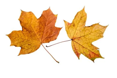 Autumn Maple Leaves Maple tree leaves with autumn colors, isolated on whit... Stock Photos