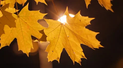 Autumn maple leaves at night HD Stock-Footage 32128549