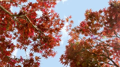 Autumn Maple Leaves Over Ancient Tree Trunk in Soft Forest Light Stock Footage 341916499