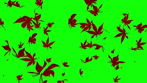 Autumn maple leaves particle loop animation green screen Vídeos de archivo 146125026