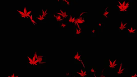 Autumn maple leaves particle loop animation Stock Footage 162895281