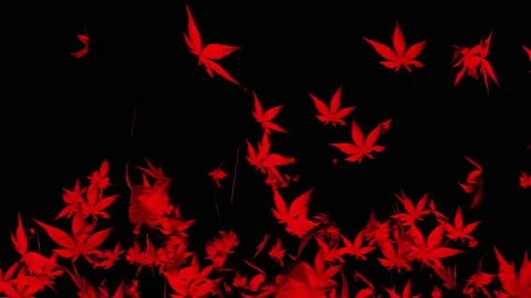 Autumn maple leaves particle loop animation Stock Footage 162895680