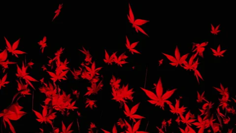 Autumn maple leaves particle loop animation Stock Footage 162896005