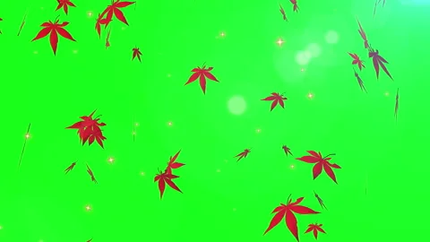 Autumn maple leaves particle loop animation green screen Stock Footage 162896218