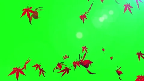 Autumn maple leaves particle loop animation green screen Stock Footage 162896661