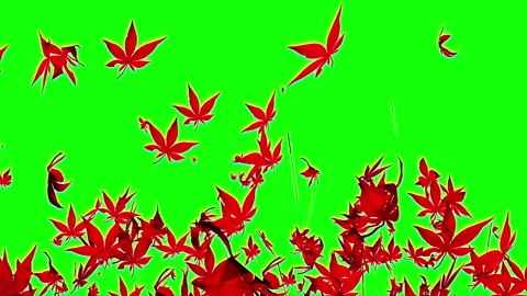 Autumn maple leaves particle loop animation green screen Stock Footage 162896706