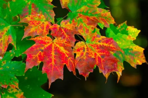 Autumn maple leaves Stock Photos