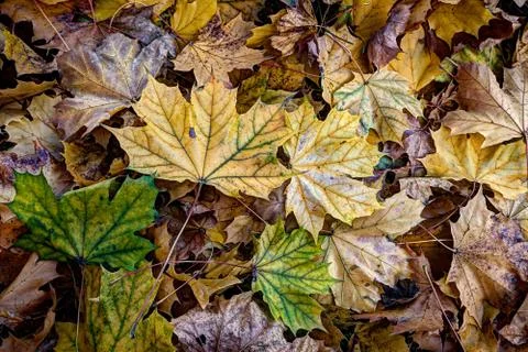 Autumn maple leaves Stock Photos