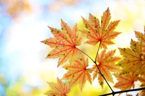 Autumn maple leaves Stock Photos